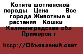 Котята шотланской породы › Цена ­ 40 - Все города Животные и растения » Кошки   . Калининградская обл.,Приморск г.